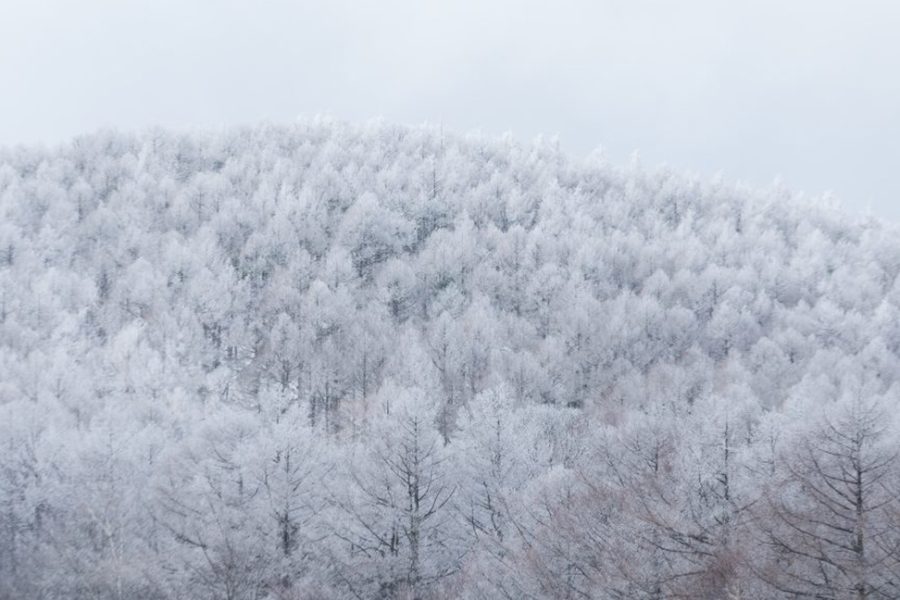 trees-with-snow-mountain-C26FDHS-915x584